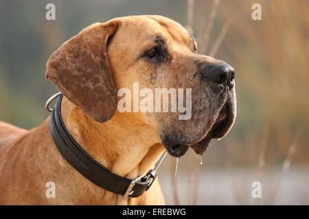 alte Deutsche Dogge Stockfoto
