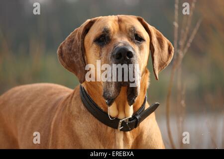 alte Deutsche Dogge Stockfoto