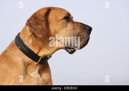 alte Deutsche Dogge Stockfoto