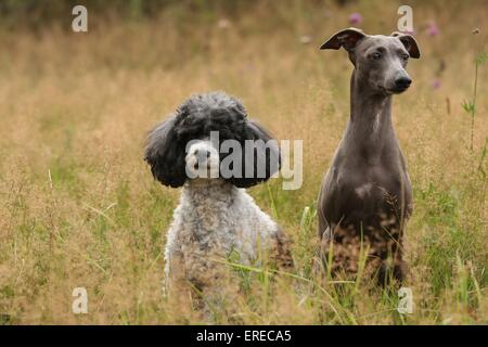 2 Hunde Stockfoto