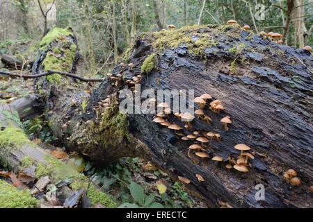 Gemeinsamen stumpf Brittlestem Pilze (Psathyrella Piluliformis) wächst auf einem faulen moosigen Baumstamm in Laubwald, Cornwall. Stockfoto