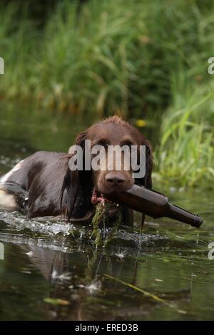 Abrufen von kleinen Munsterlander Hund Stockfoto