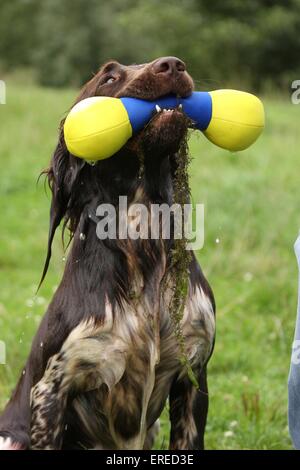 Abrufen von kleinen Munsterlander Hund Stockfoto