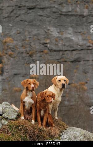3 Hunde Stockfoto