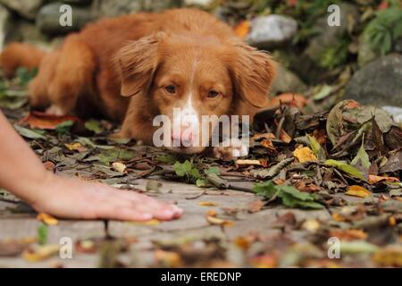 Toller liegend Stockfoto