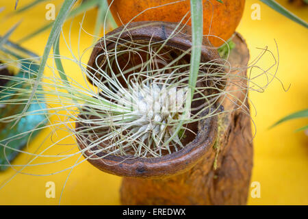 Schöne Komposition von Tillandsia, immergrüne, ausdauernde Blütenpflanzen in der Familie Bromeliaceae, ursprünglich aus der fores Stockfoto