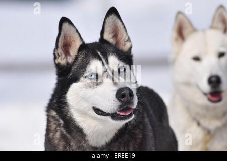 Siberian Husky Porträt Stockfoto