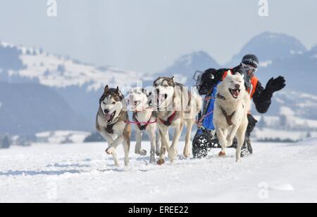 Siberian Huskys Stockfoto