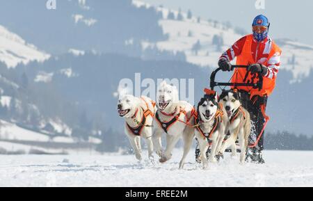 Siberian Huskys Stockfoto