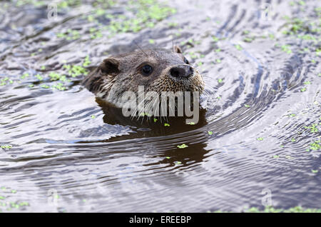 Otter Schwimmen im Wasser UK Stockfoto