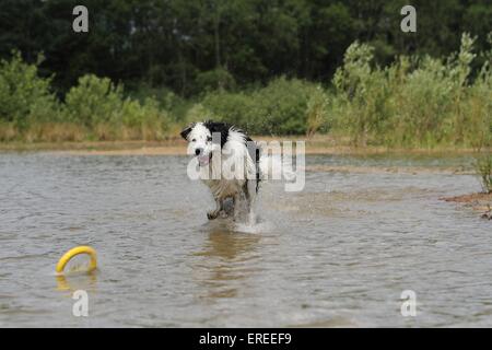 Border-Collie laufen Stockfoto