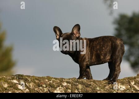 Französische Bulldogge Stockfoto