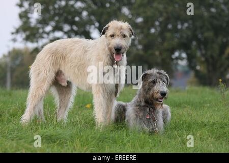 Irish Wolfhounds Stockfoto