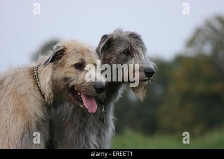 Irish Wolfhounds Stockfoto