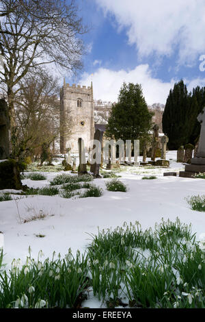 Schneeglöckchen in St. Oswald Kirche, Arncliffe, Littondale, Wharfedale, der Yorkshire Dales. Stockfoto