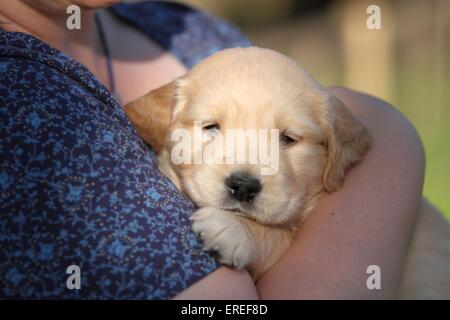 Golden Retriever Welpe Stockfoto