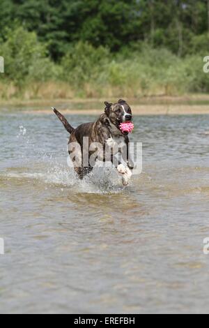 Mischling zu spielen Stockfoto