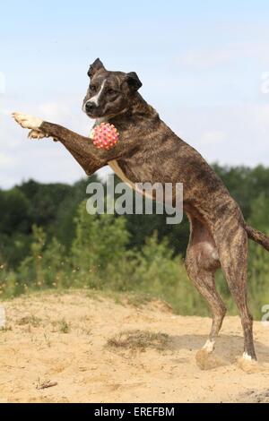 Mischling zu spielen Stockfoto