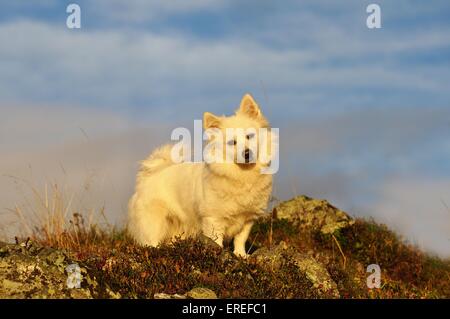 Mischling Stockfoto