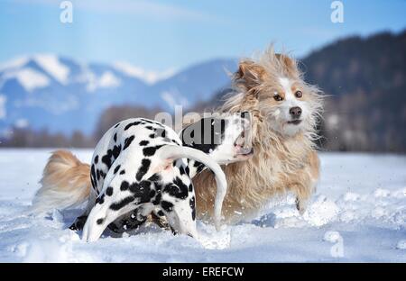 2 Hunde Stockfoto