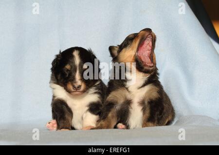 Sheltie Welpen Stockfoto