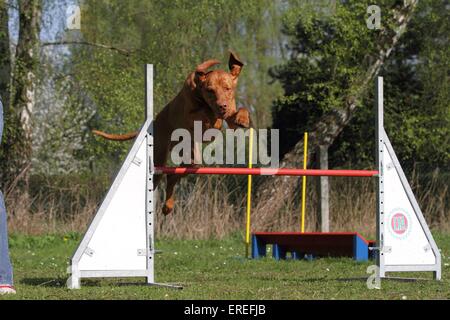 kurzhaarigen Magyar Vizsla bei agility Stockfoto