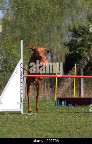 kurzhaarigen Magyar Vizsla bei agility Stockfoto