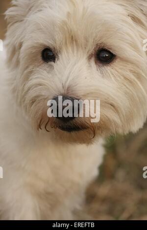 West Highland White Terrier Portrait Stockfoto