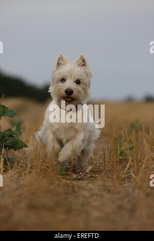 West Highland White Terrier laufen Stockfoto