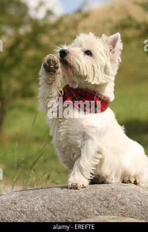 West Highland White Terrier gibt Pfote Stockfoto