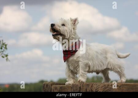 West Highland White Terrier Stockfoto