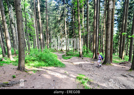 Wanderer unter hohen Bäumen in einem Wald bei der Pléiades in der Nähe von Montreux, Schweiz Stockfoto