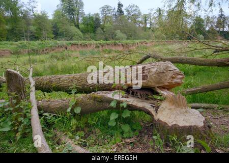 Weide (Salix Sp.) am Ufer des River Otter, Devon, UK, Mai durch Eurasische Biber (Castor Fiber) gefällt. Stockfoto