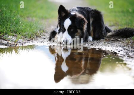 liegenden Mischling Stockfoto