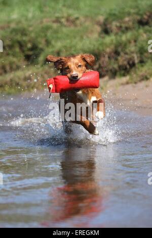 Toller spielen Stockfoto