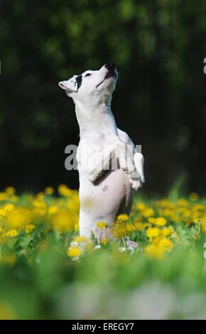 Jack Russell Terrier zeigt trick Stockfoto