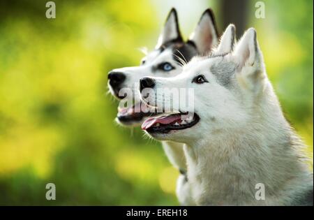 Siberian Huskys Stockfoto