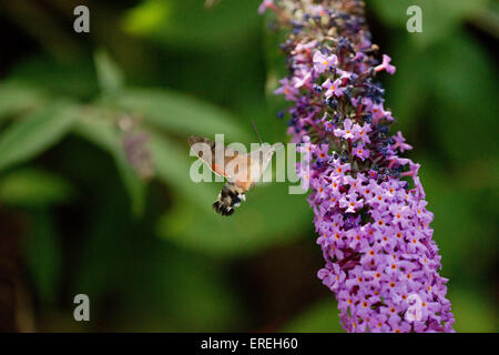 Kolibri Hawkmoth Macroglossum Stellatarum im Flug Fütterung auf Sommerflieder Blume Stockfoto