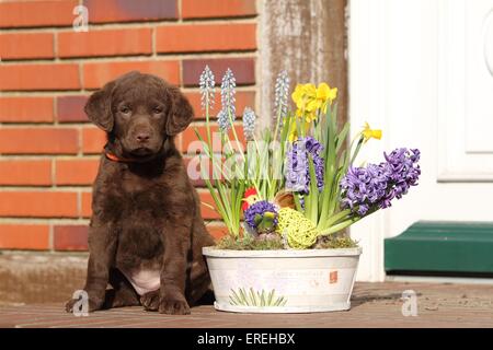 Chesapeake Bay Retriever Welpe Stockfoto