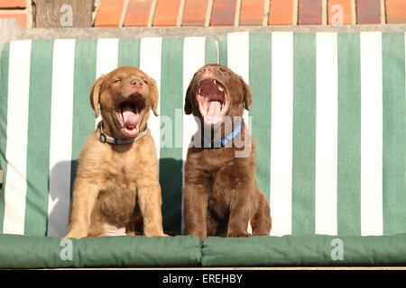 Chesapeake Bay Retriever Welpen Stockfoto