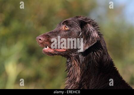 Flat Coated Retriever Porträt Stockfoto