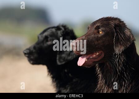 2 Flat Coated Retriever Stockfoto