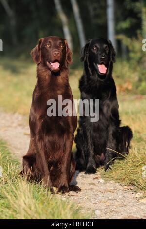 2 Flat Coated Retriever Stockfoto