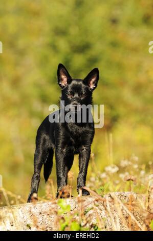 stehende Australian Kelpie Stockfoto