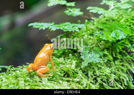 Bunte Golden Dart Frog, Pfeilgiftfrosch im Terrarium. Stockfoto