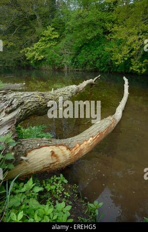 Weidenbaum gefällt und die meisten seiner Rinde abgestreift von Eurasische Biber (Castor Fiber) am Ufer des River Otter, Devon. Stockfoto