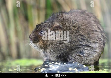 Wasservole arvicola amphibius Stockfoto