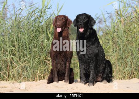 2 Flat Coated Retriever Stockfoto