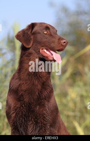 Flat Coated Retriever Porträt Stockfoto