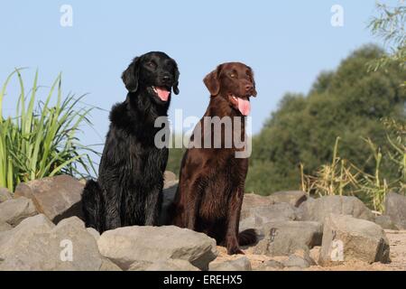 2 Flat Coated Retriever Stockfoto